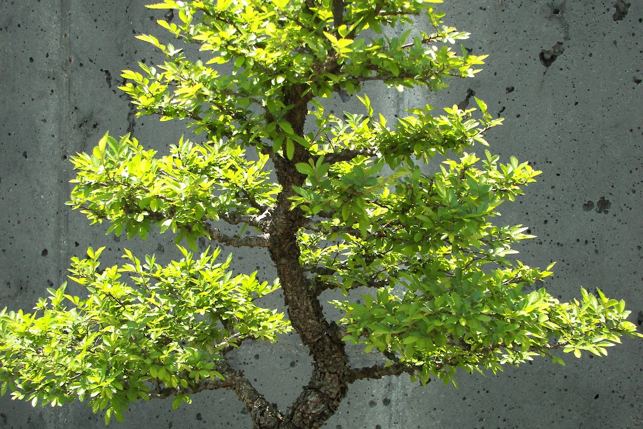bonsai tree small free photo