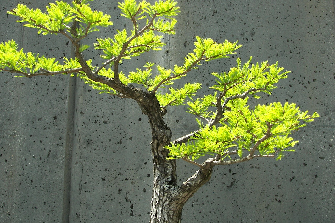 bonsai tree small free photo