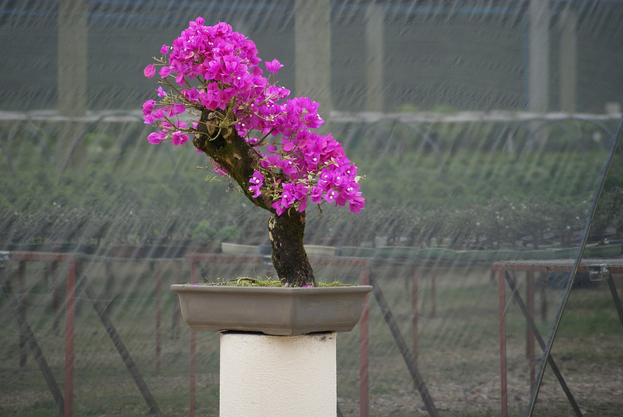 bonsai flying tree free photo