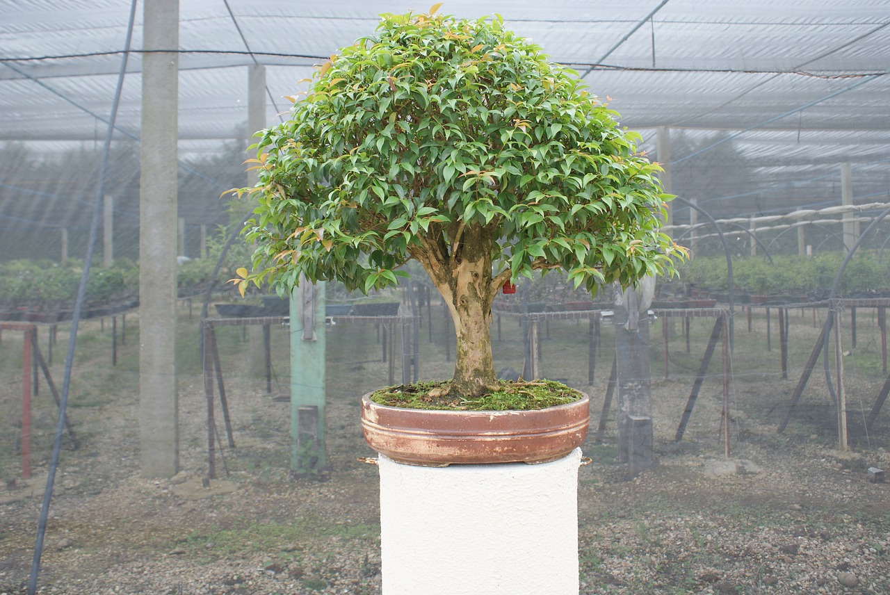 bonsai flying tree free photo