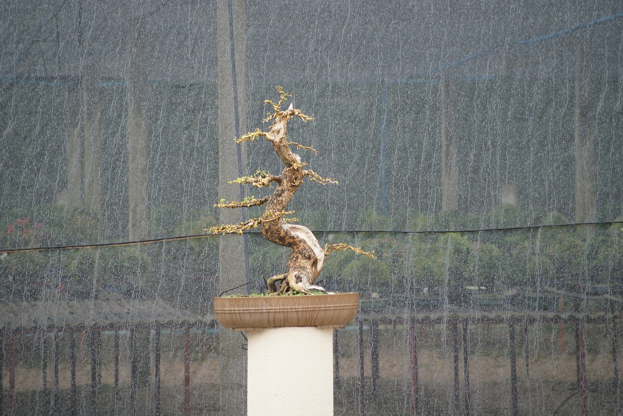 bonsai flying tree free photo