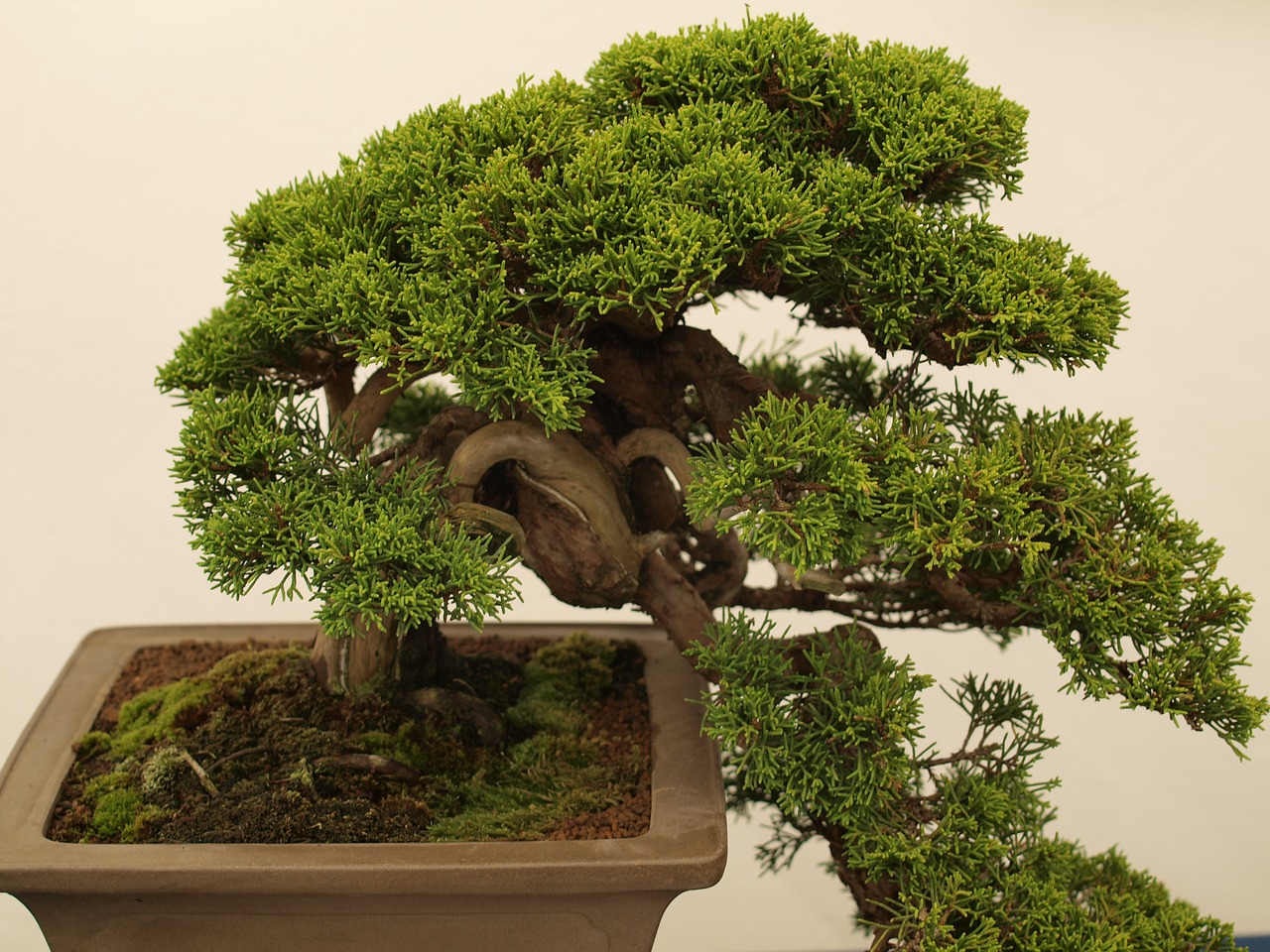 bonsai tree minature free photo