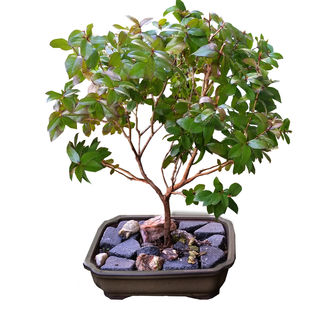 bonsai myrtle tree free photo