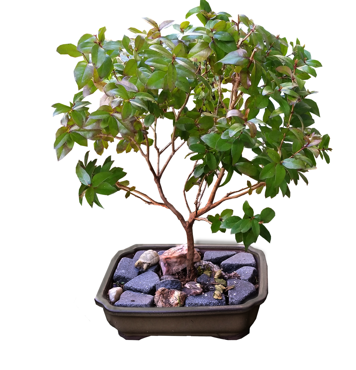 3.Sculpting Nature: Bonsai Kits For Newcomers