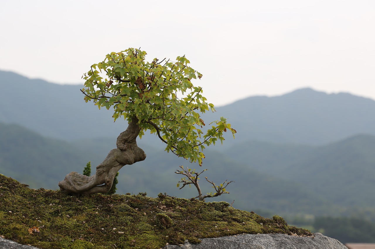 bonsai love park gurye free photo