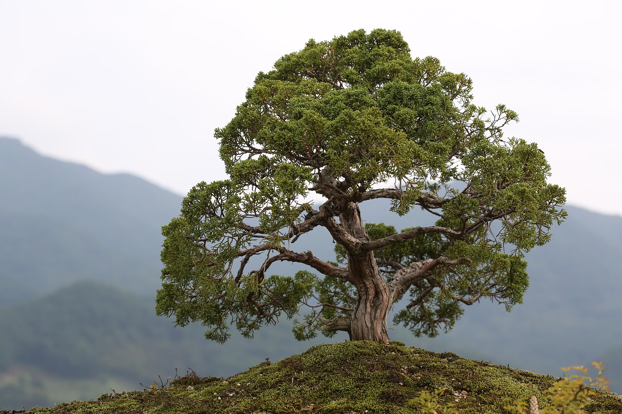 bonsai love park gurye free photo