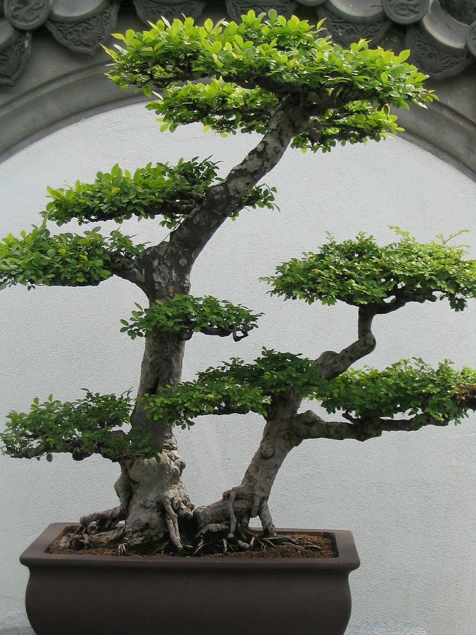 bonsai bonsai tree small free photo