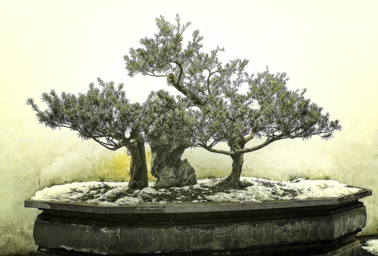 bonsai  tree  winter free photo