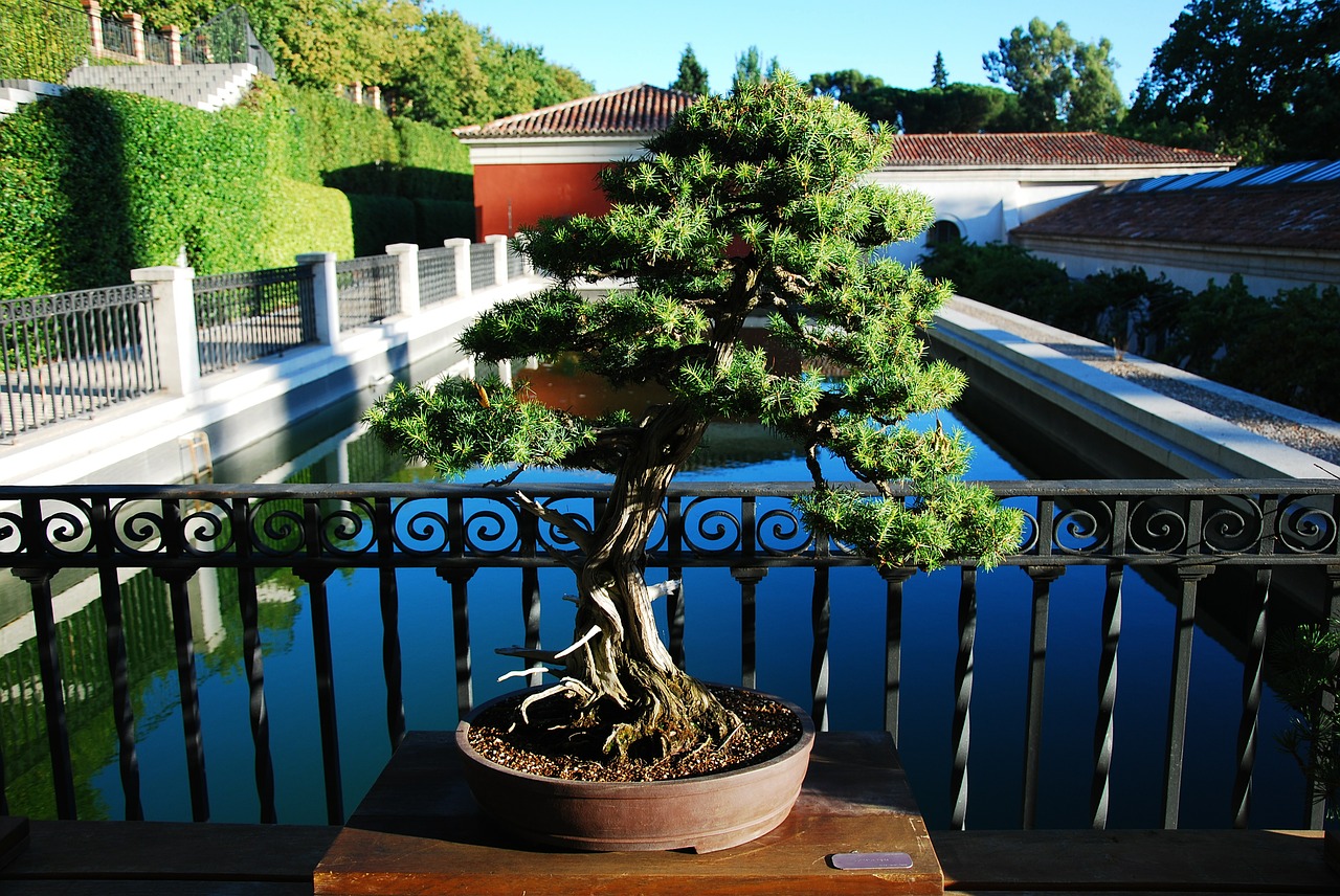 bonsai madrid botanical free photo