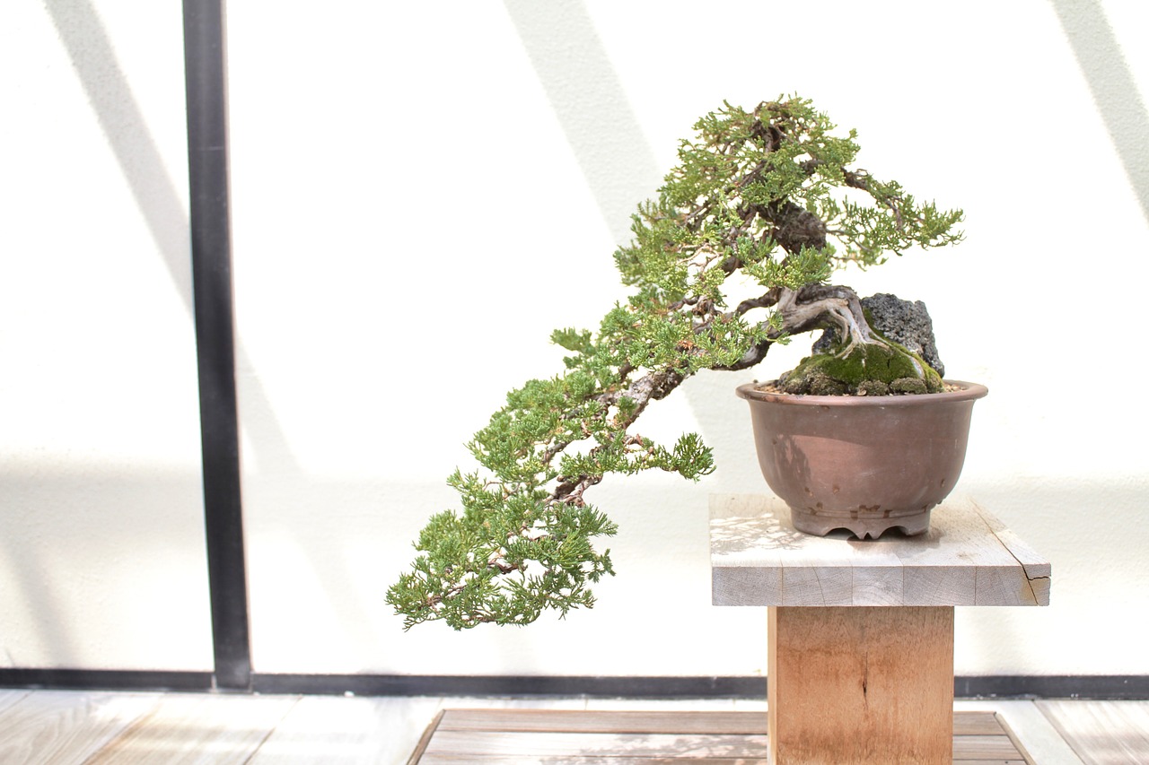 bonsai  tree  leaves free photo