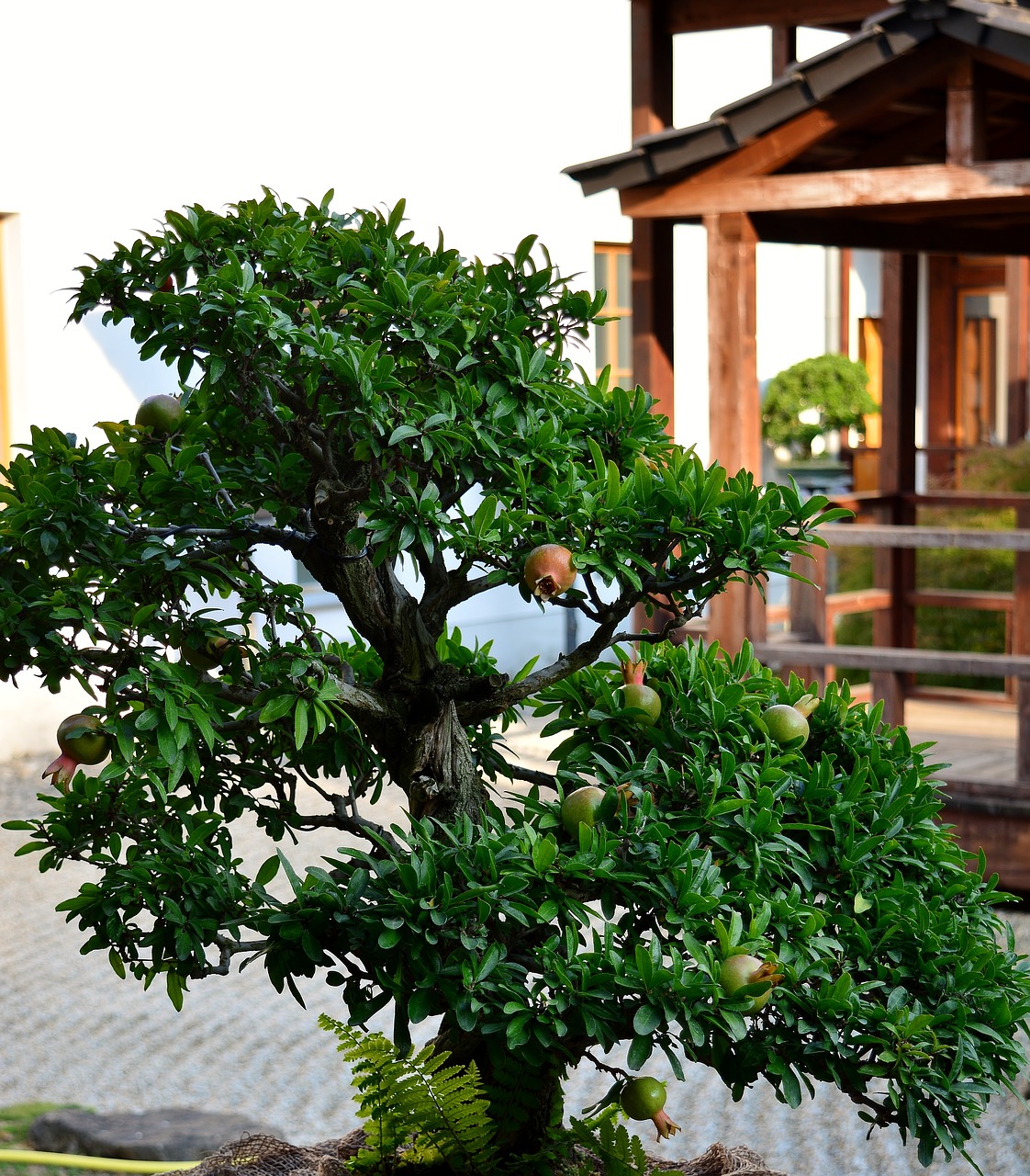 bonsai  pomegranate tree  japanese garden free photo