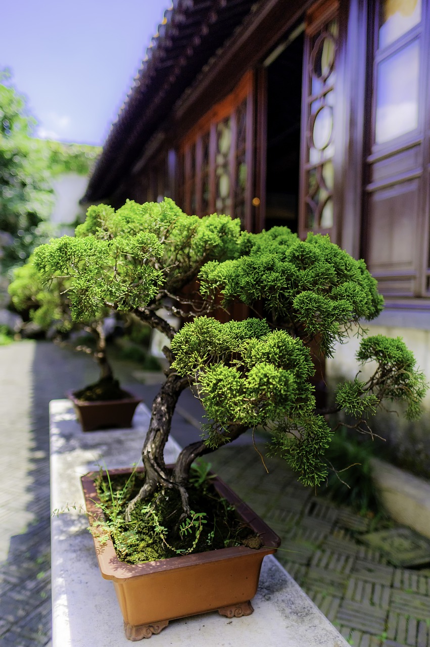 bonsai  tree  china free photo