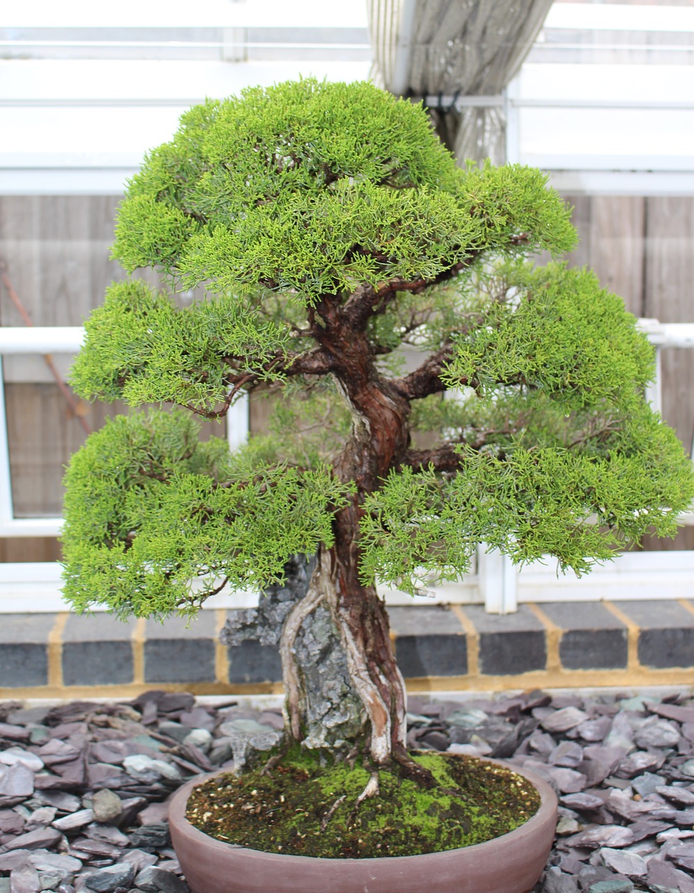 bonsai  tree japan  small free photo