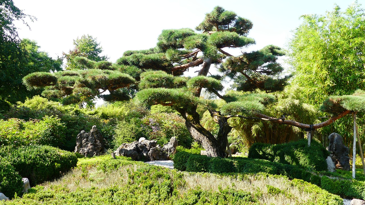 bonsai  giant bonsai  garden free photo