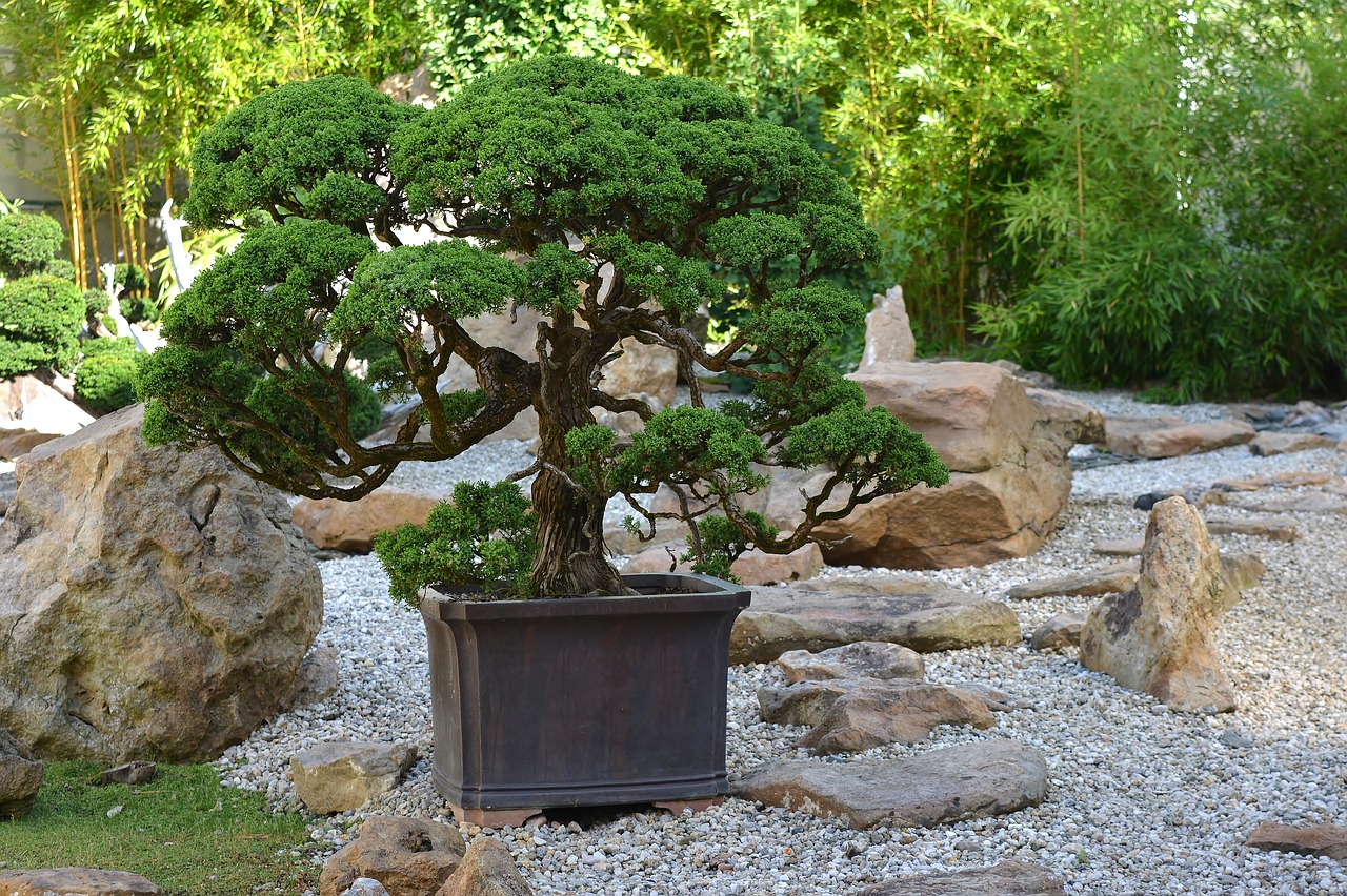 bonsai  japan  tree free photo