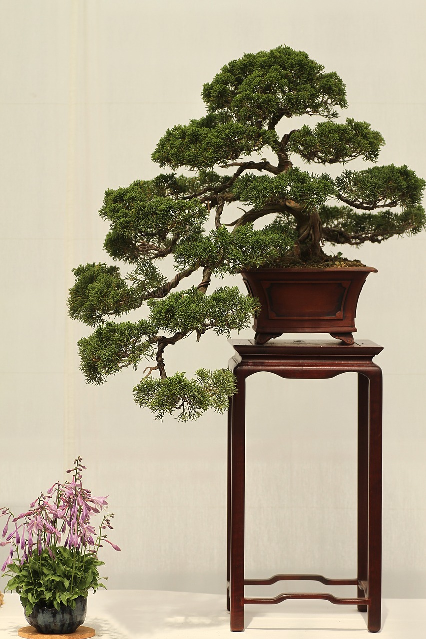 bonsai  plant  juniper free photo