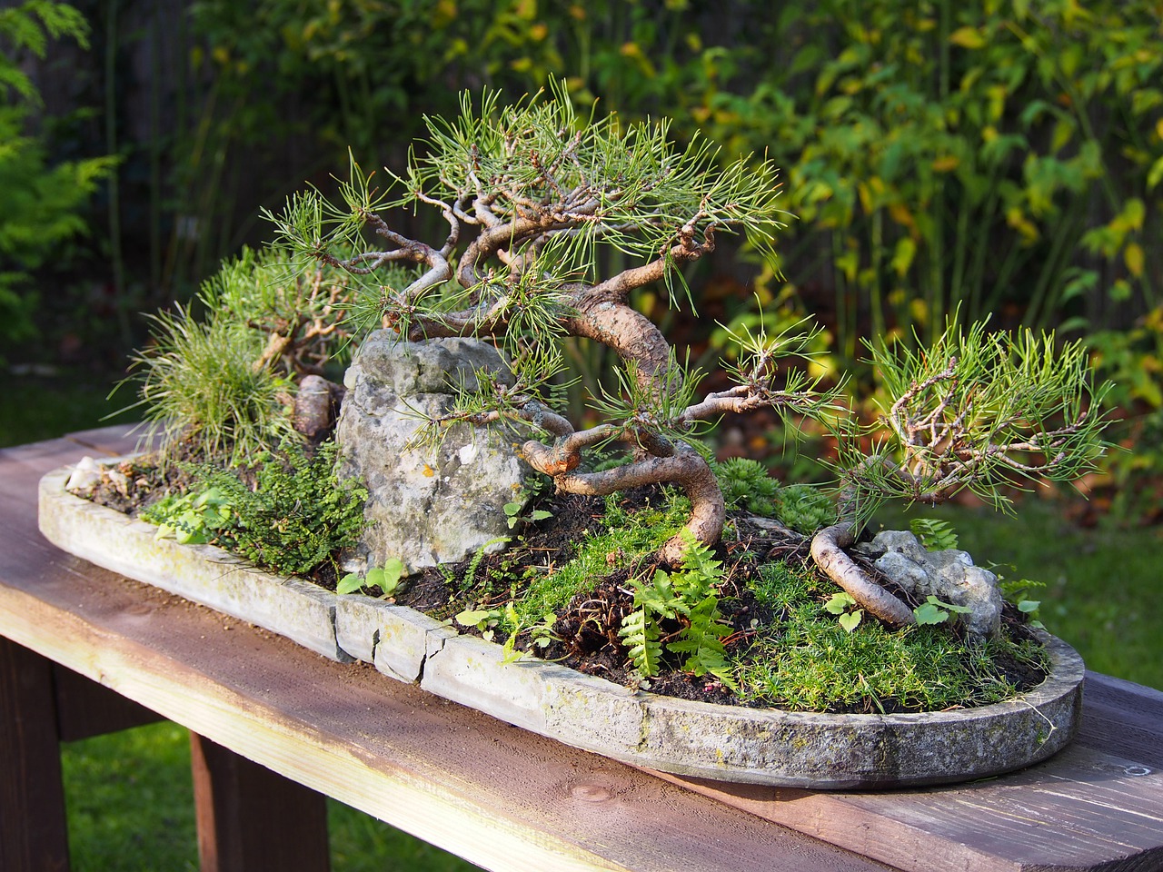 bonsai  japanese  tree free photo