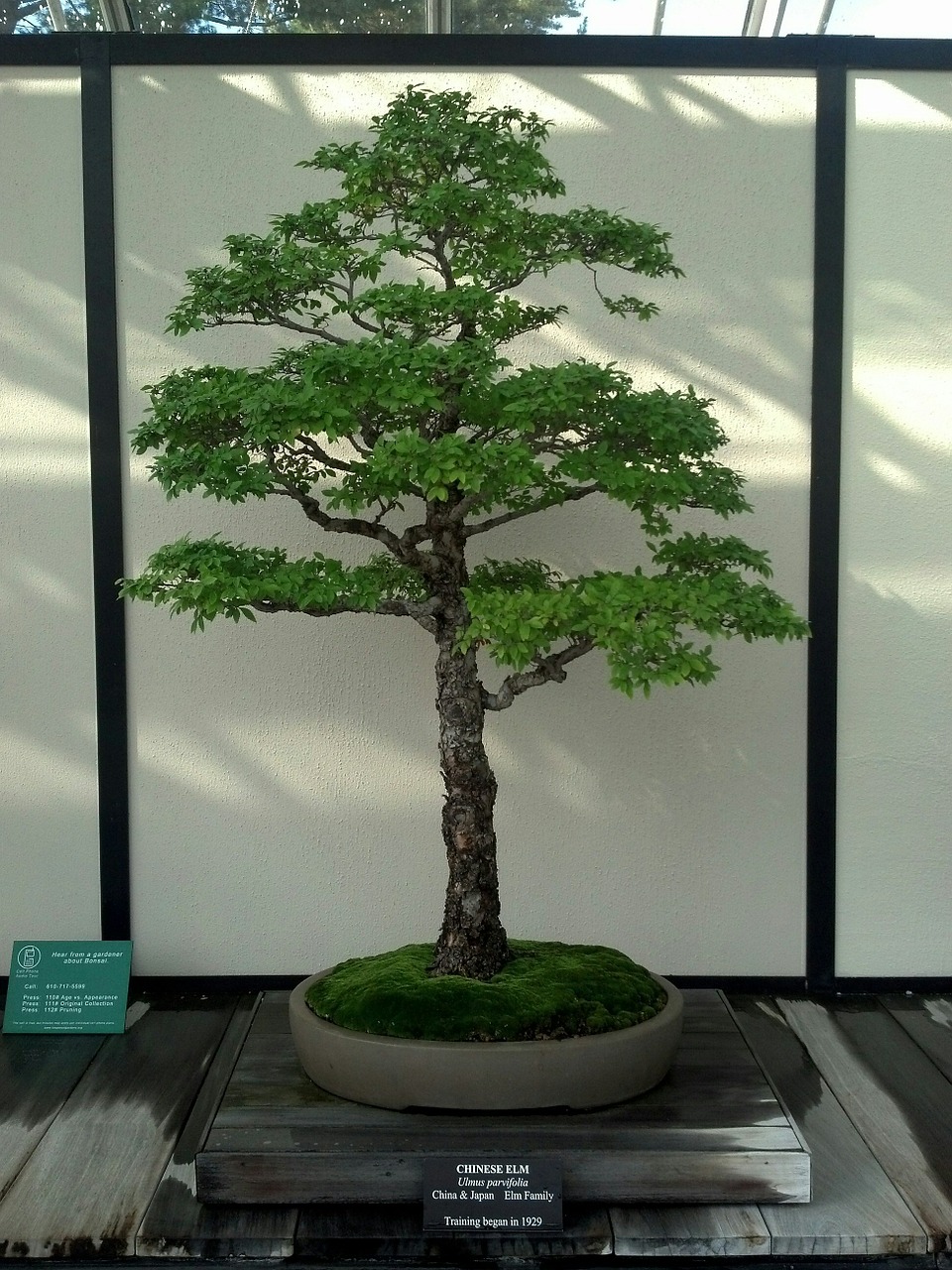 bonsai miniature tree free photo