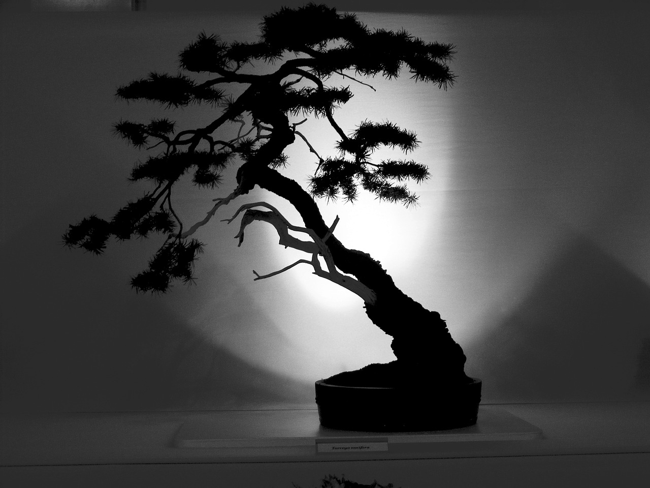bonsai tree outline free photo