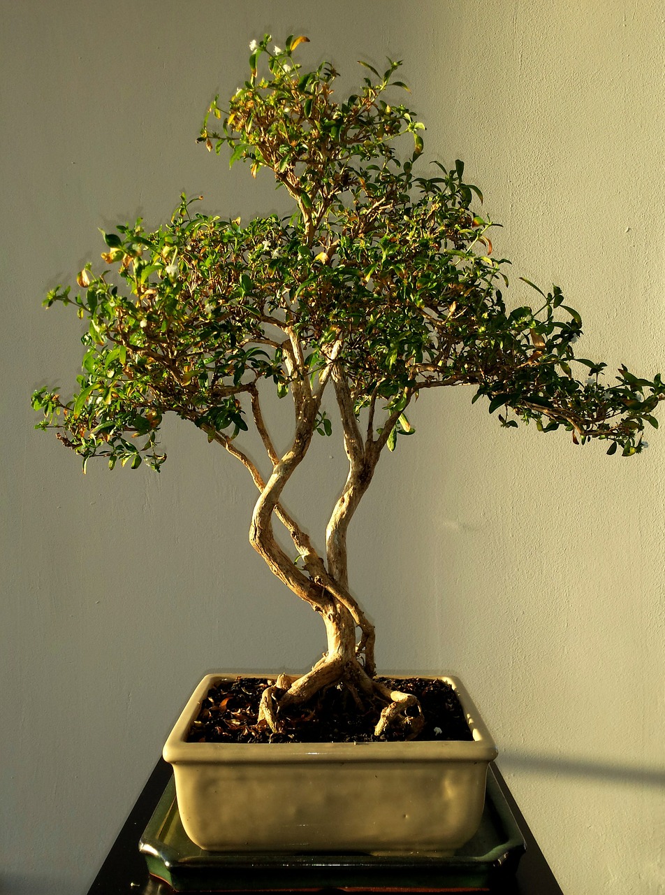 bonsai leafs green free photo