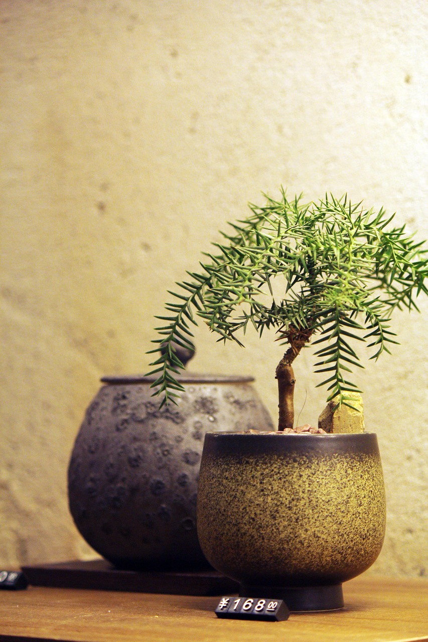 bonsai potted plants fresh free photo
