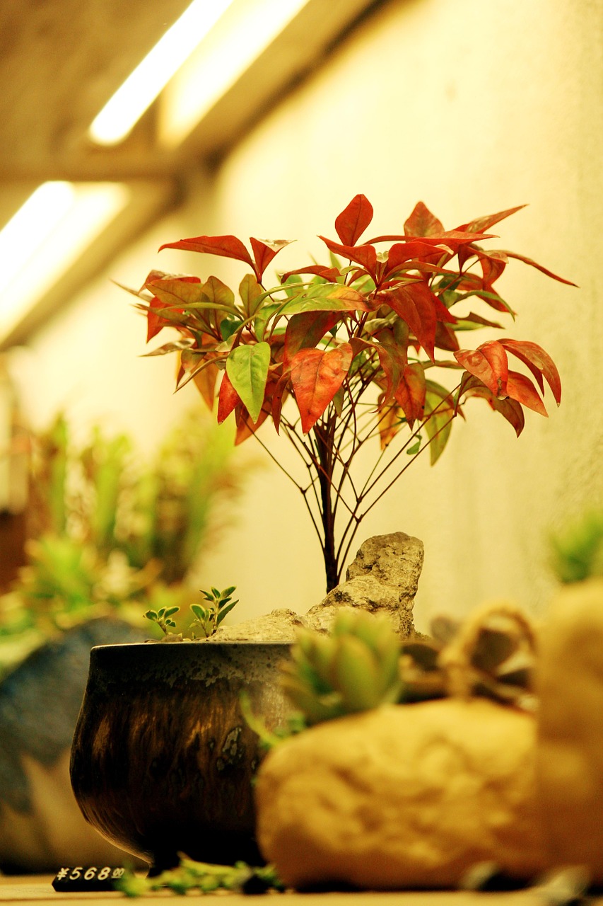 bonsai potted plants fresh free photo