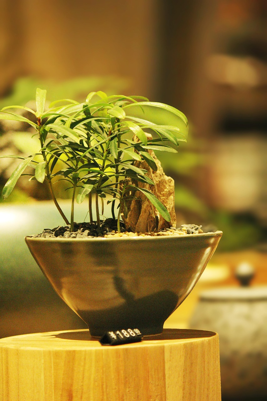 bonsai potted plants fresh free photo