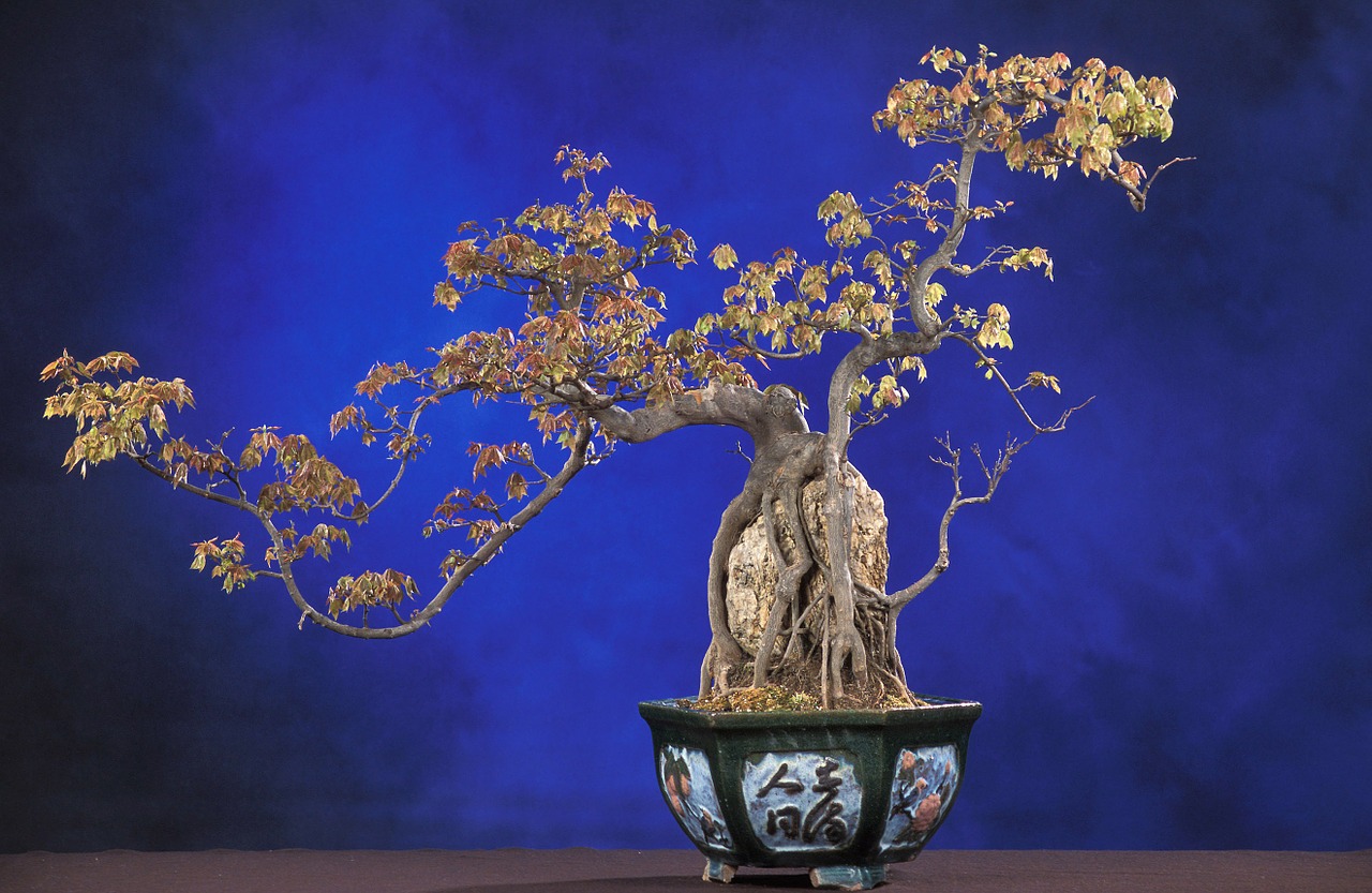 bonsai acer buergerianum bonsai tree free photo
