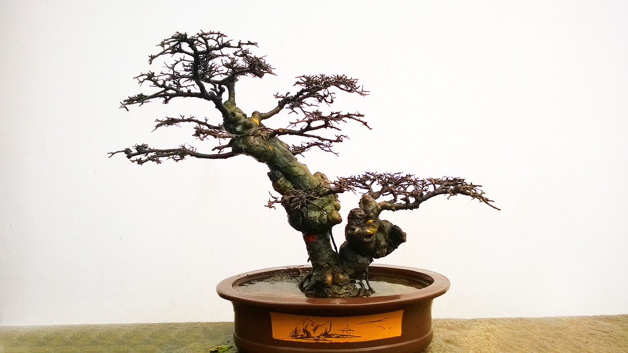 bonsai tree plant free photo