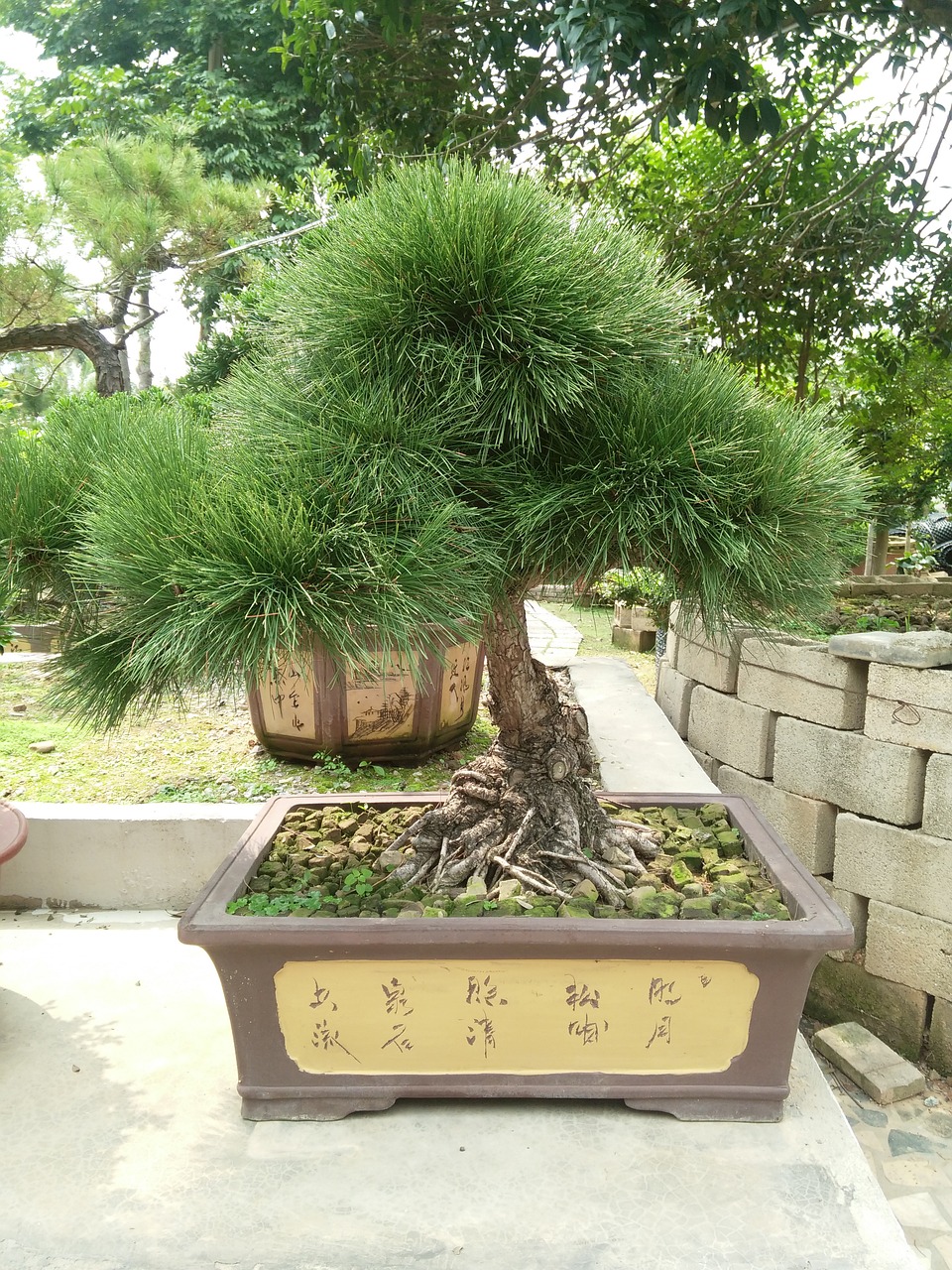 bonsai tree pine tree free photo