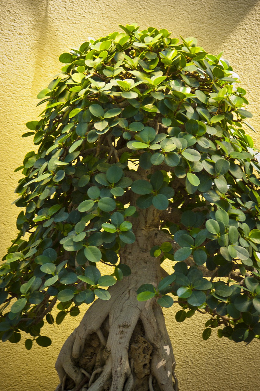bonsai tree garden free photo