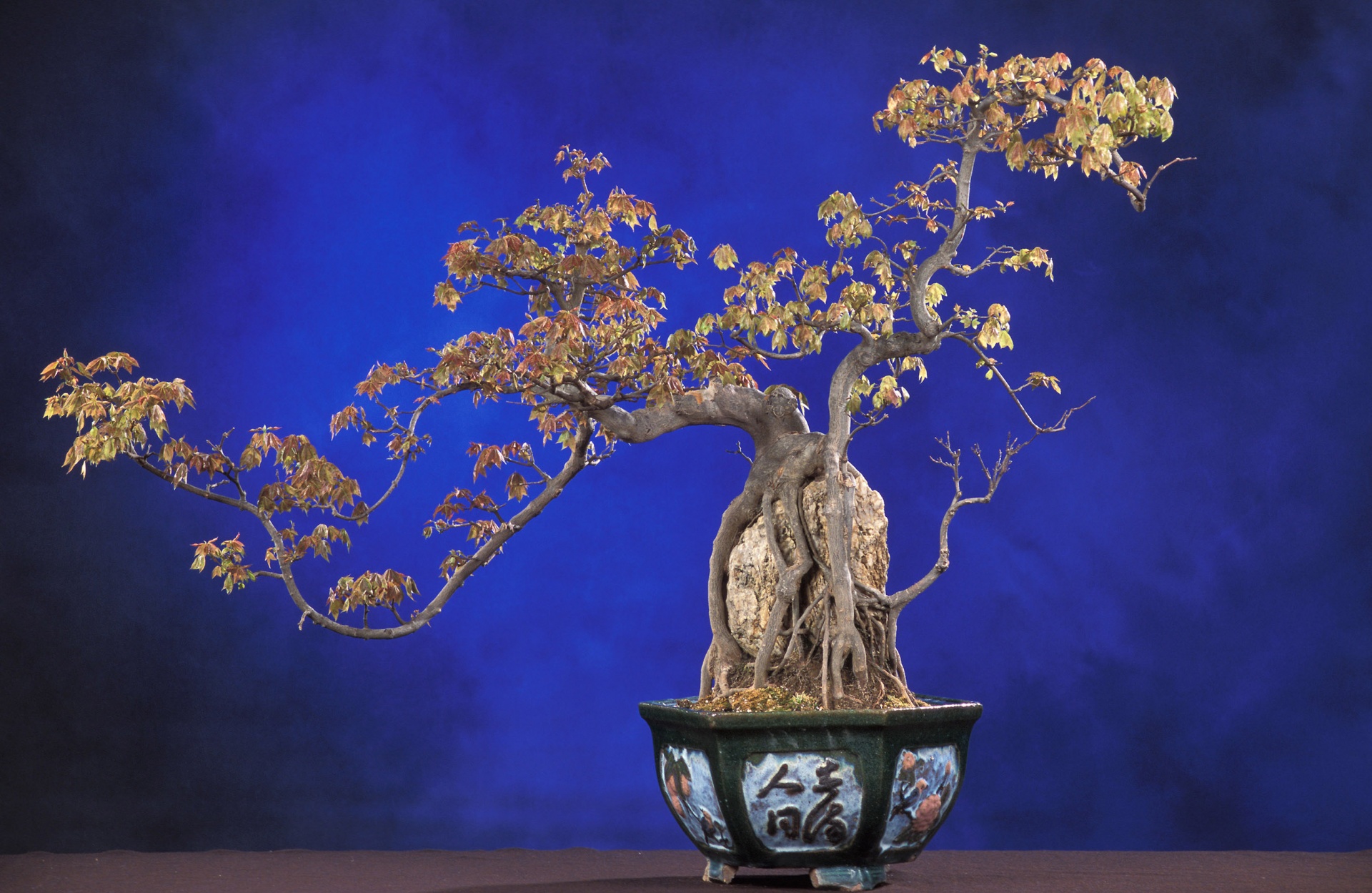 bonsai plant background free photo