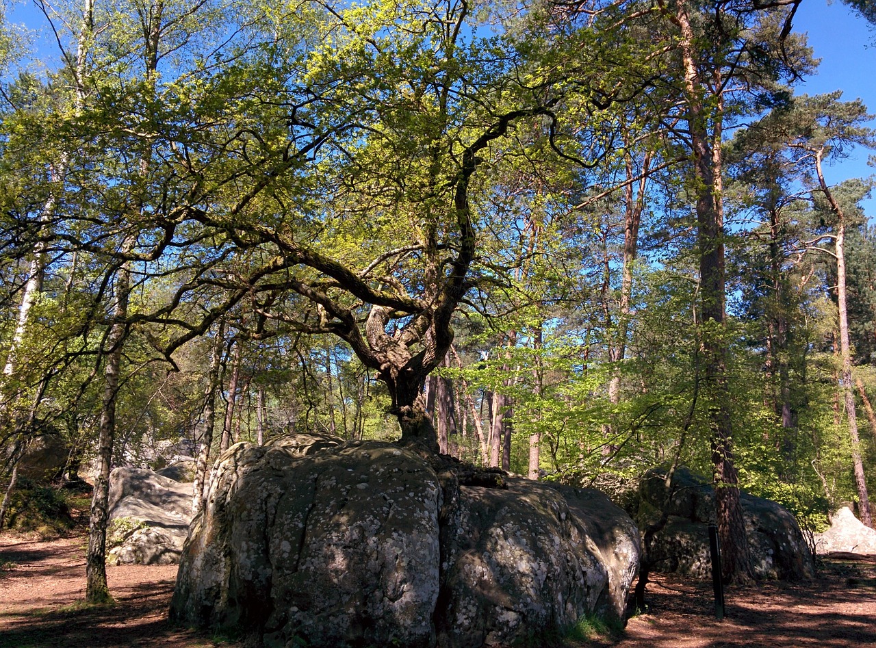 bonsai oak canon rock oak free photo
