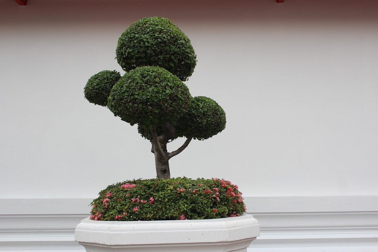 bonsai tree tree bonsai free photo