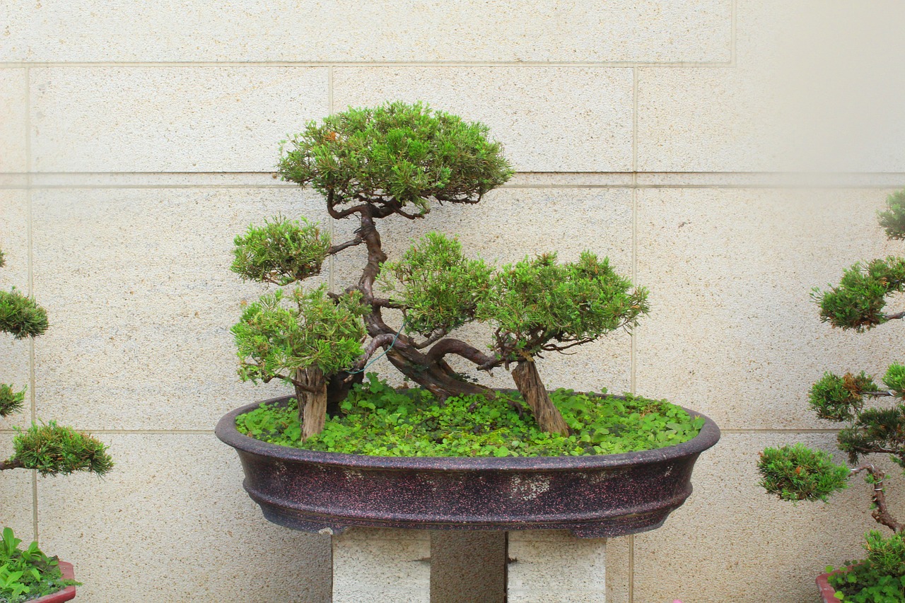 bonsai tree asia taiwan free photo