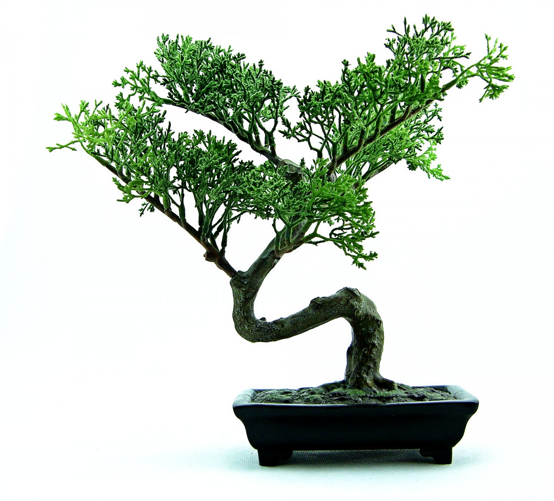 bonsai tree green free photo