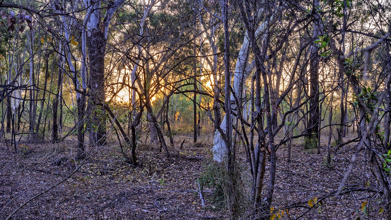 boobook owls australian bush sunrise photo free photo