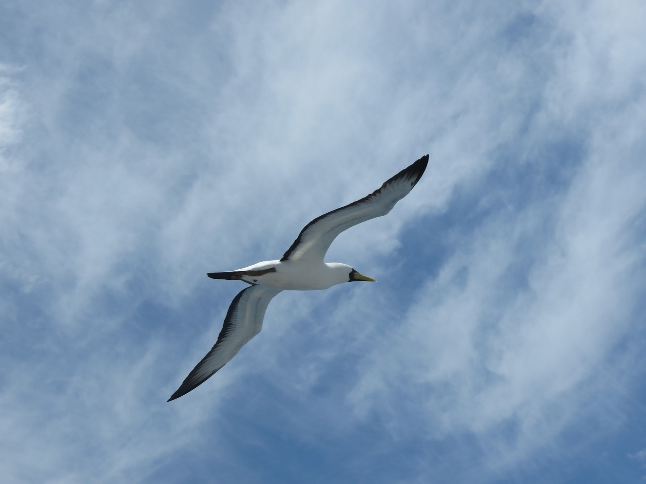 booby seagull abrolhos free photo