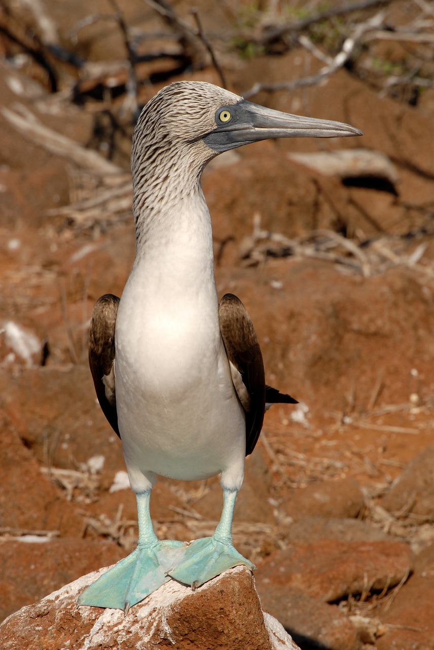 booby galapagos blue-footed free photo
