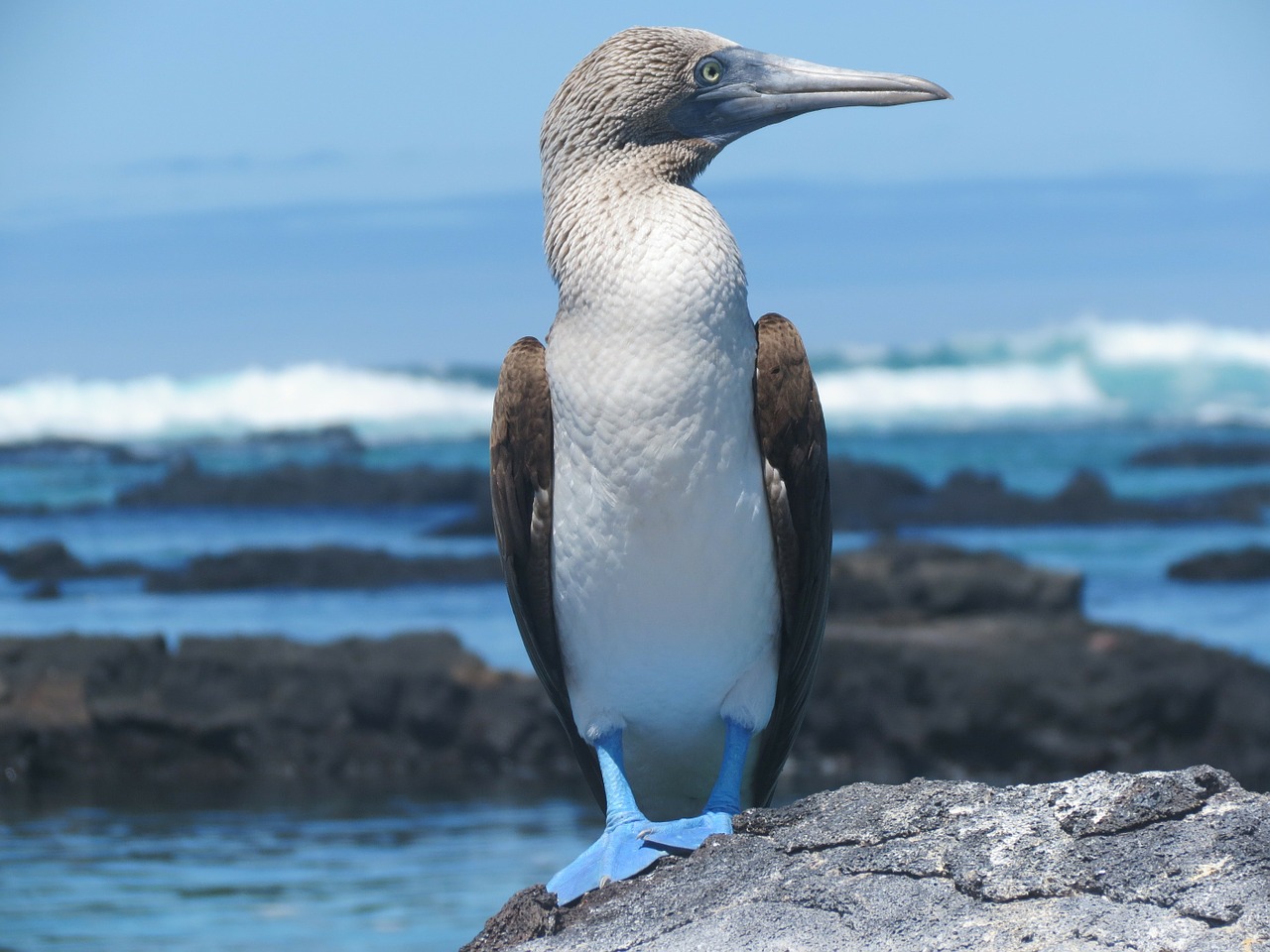 booby blue footed bird free photo