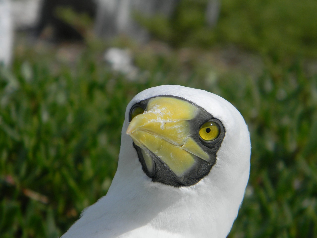 booby  bird  nature free photo