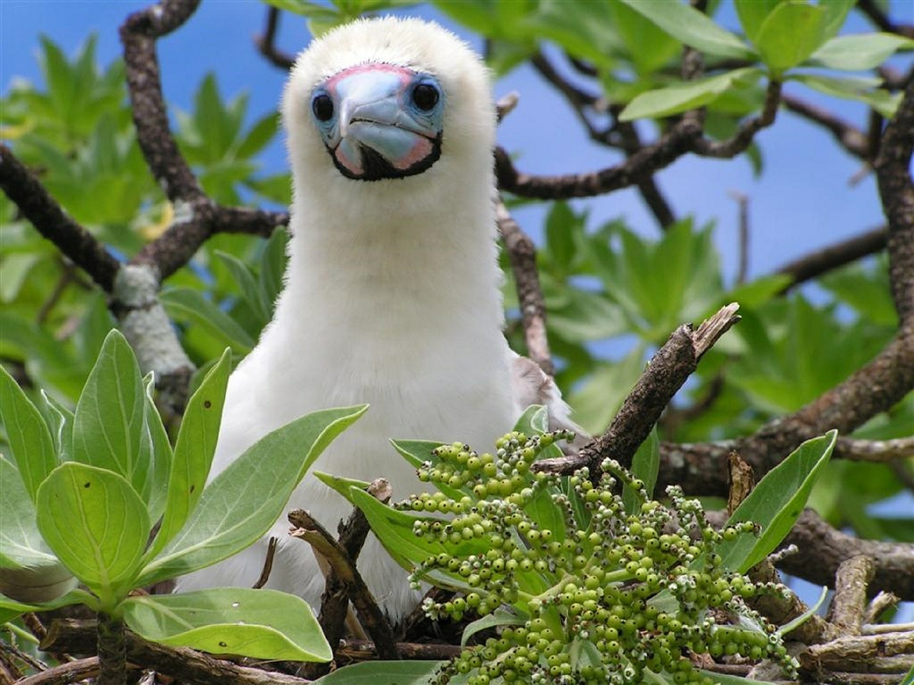 booby chick bird seabird free photo