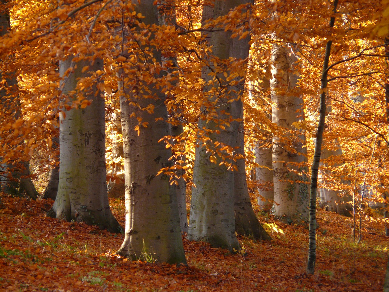 book beech wood golden autumn free photo