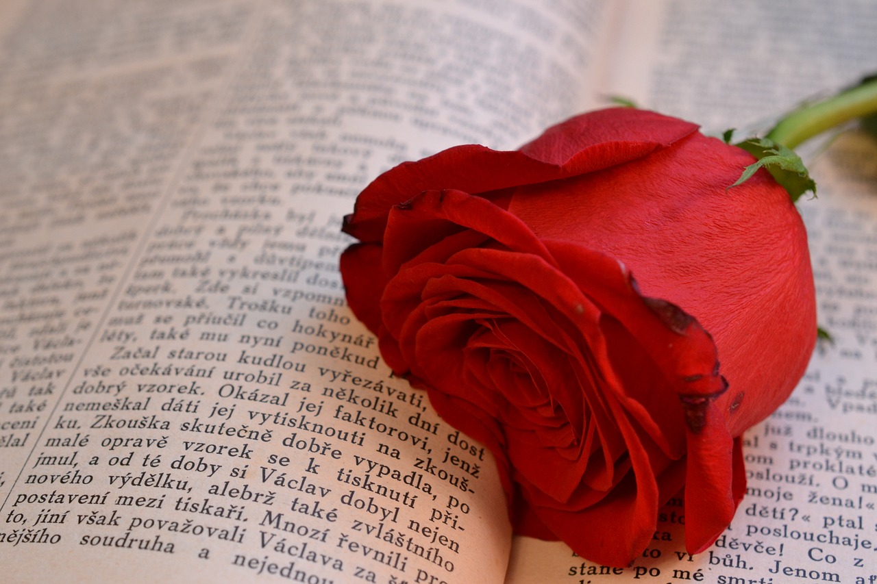 book rose open book free photo