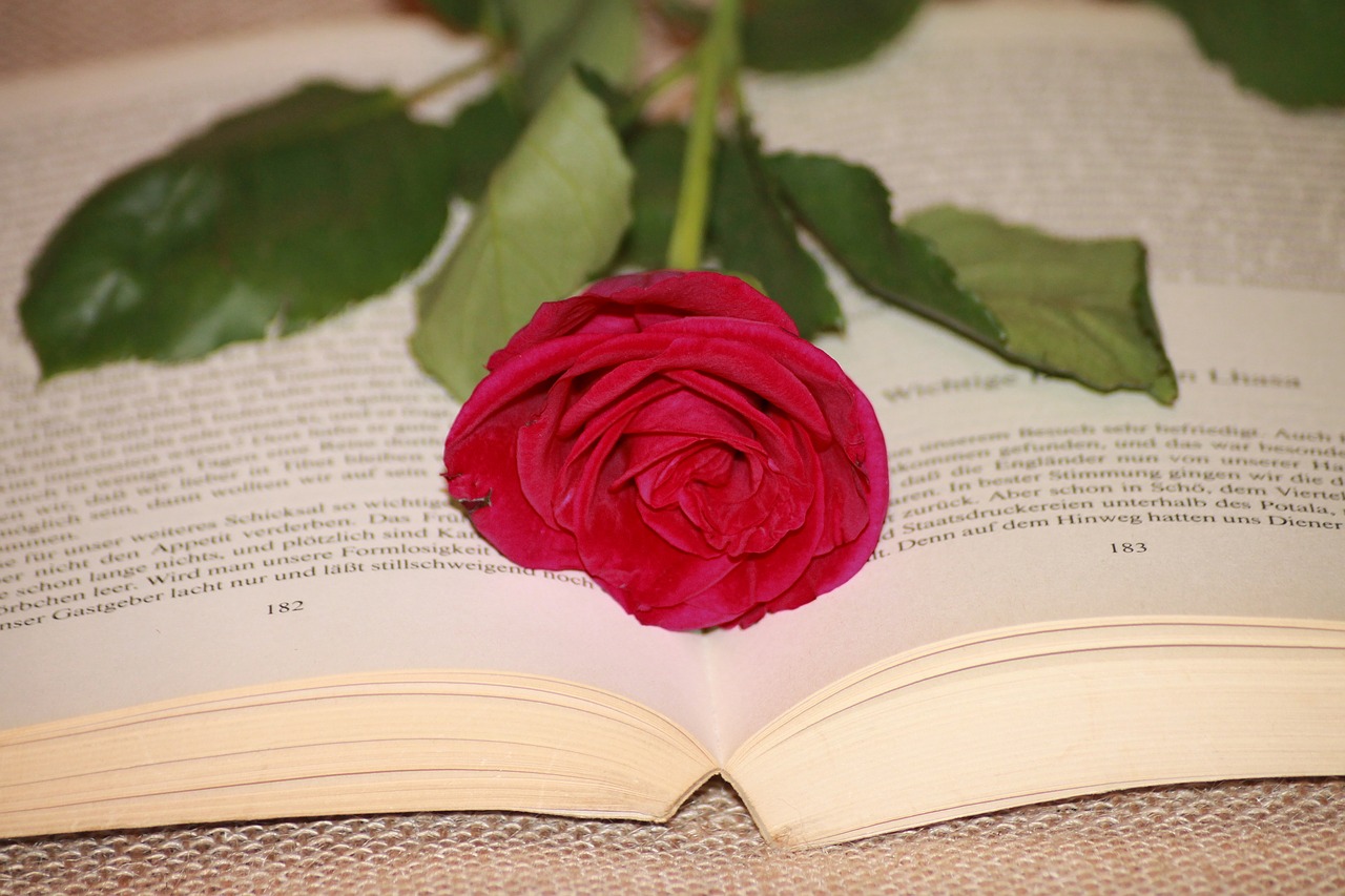 book read rose free photo