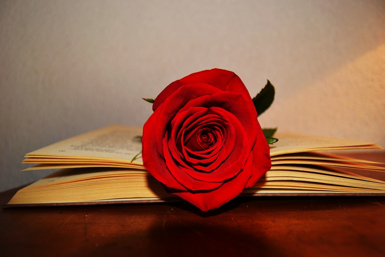 book rose rose red free photo