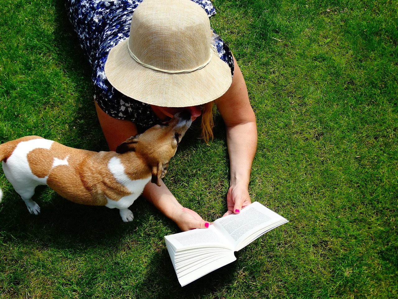 book read jack russell free photo