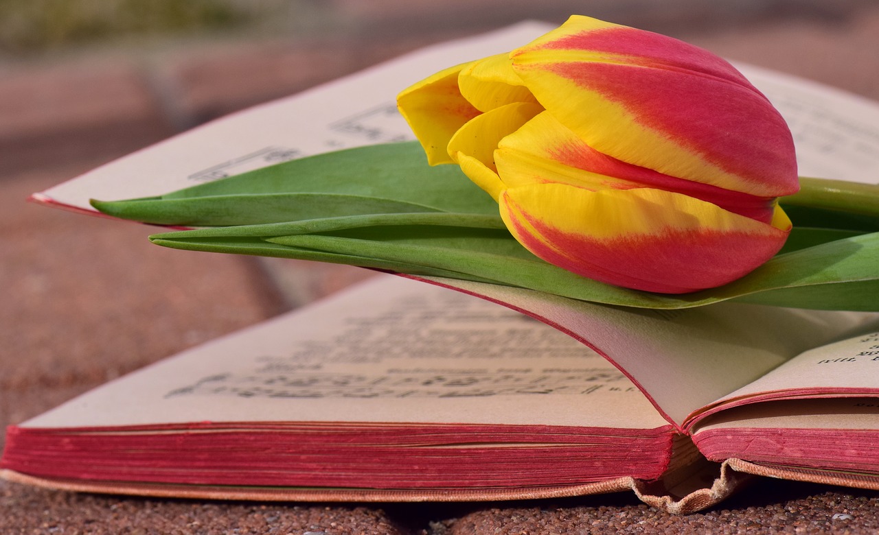 book tulip romantic free photo