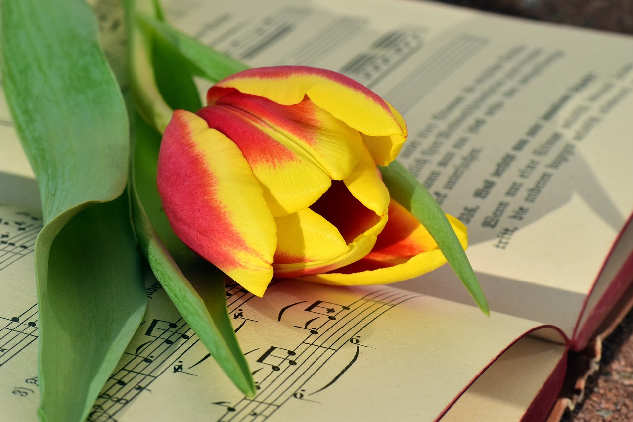 book tulip romantic free photo