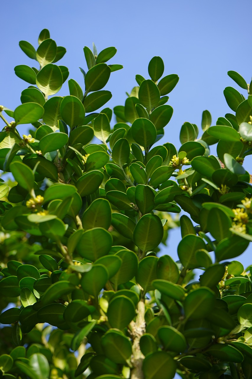 book ordinary boxwood branches free photo